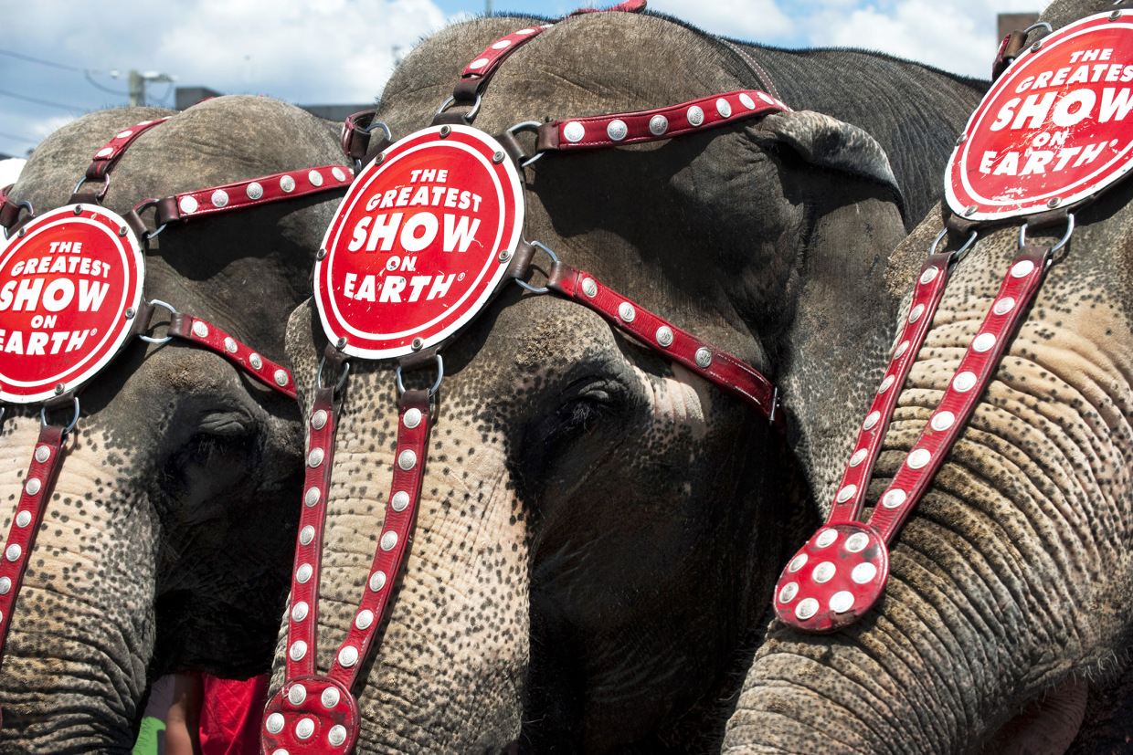 Progress for elephants, and for the animal rights movement Progress for elephants, and for the animal rights movement