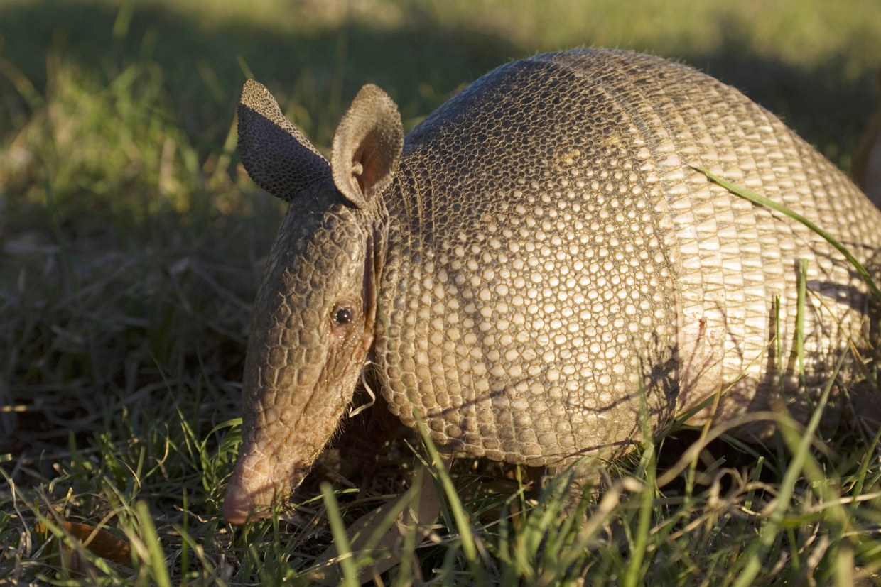 Are armadillos the greatest threat to civilization?