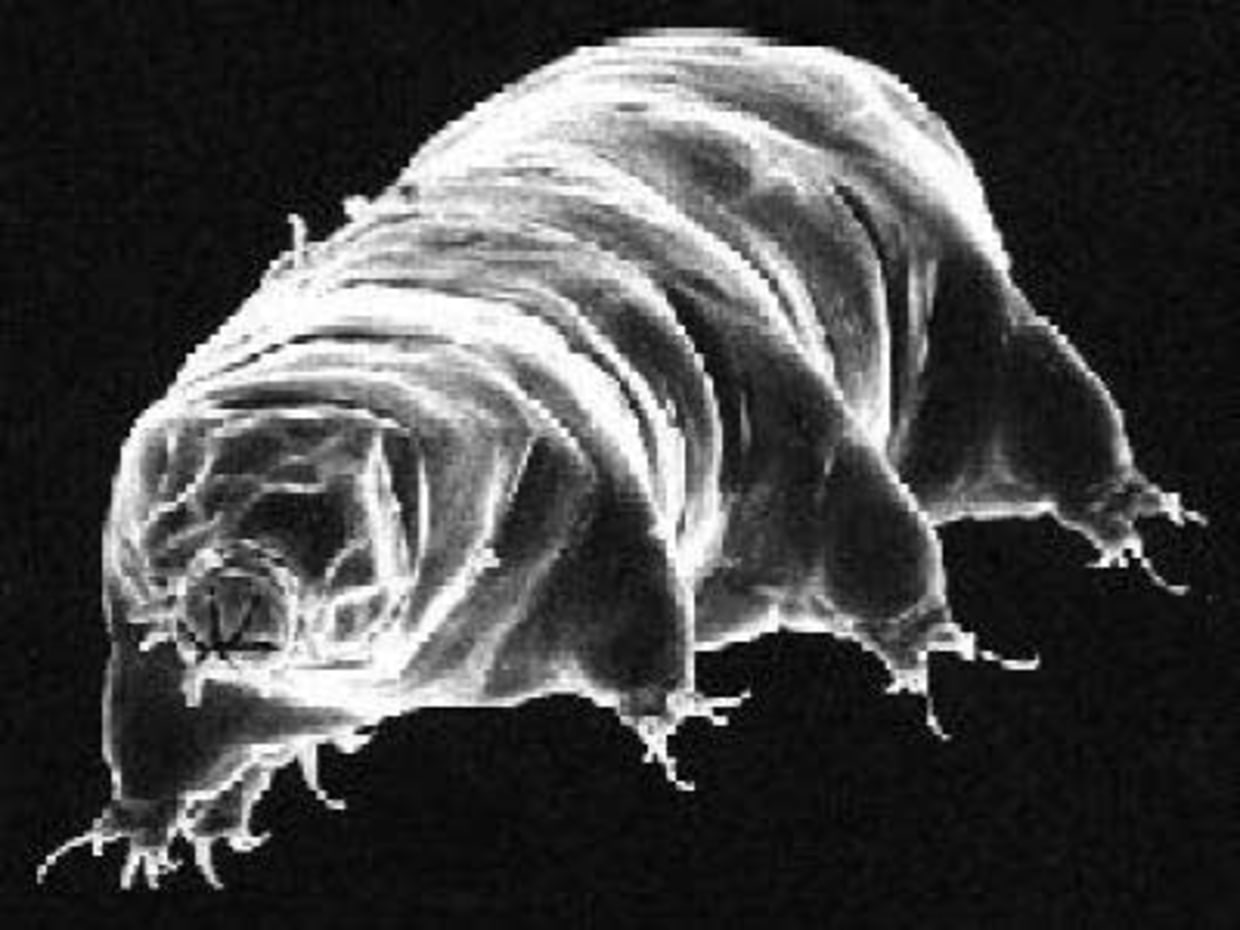 Water bear' survives naked in space