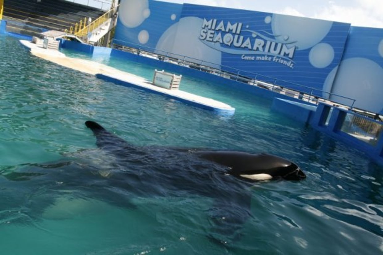 Celebrities rally to free killer whale