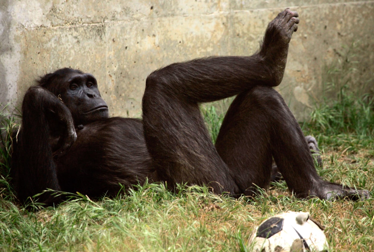 Female chimps keep quiet during sex