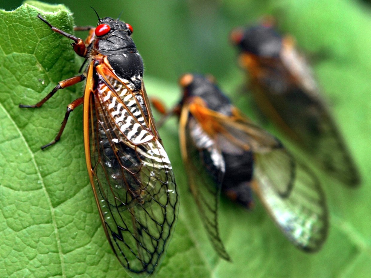 040711_cicadas_hmed.jpg