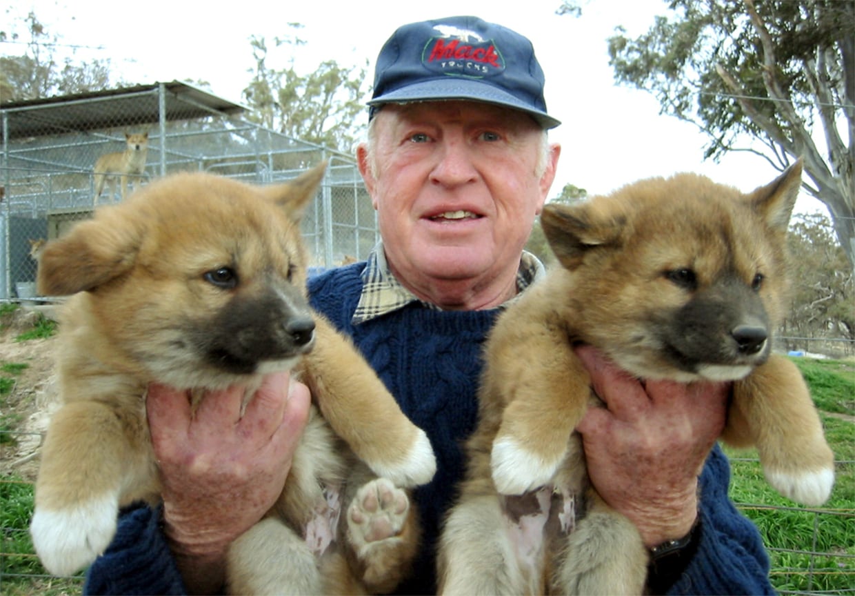 All the colours of the dingo: not just a yellow dog