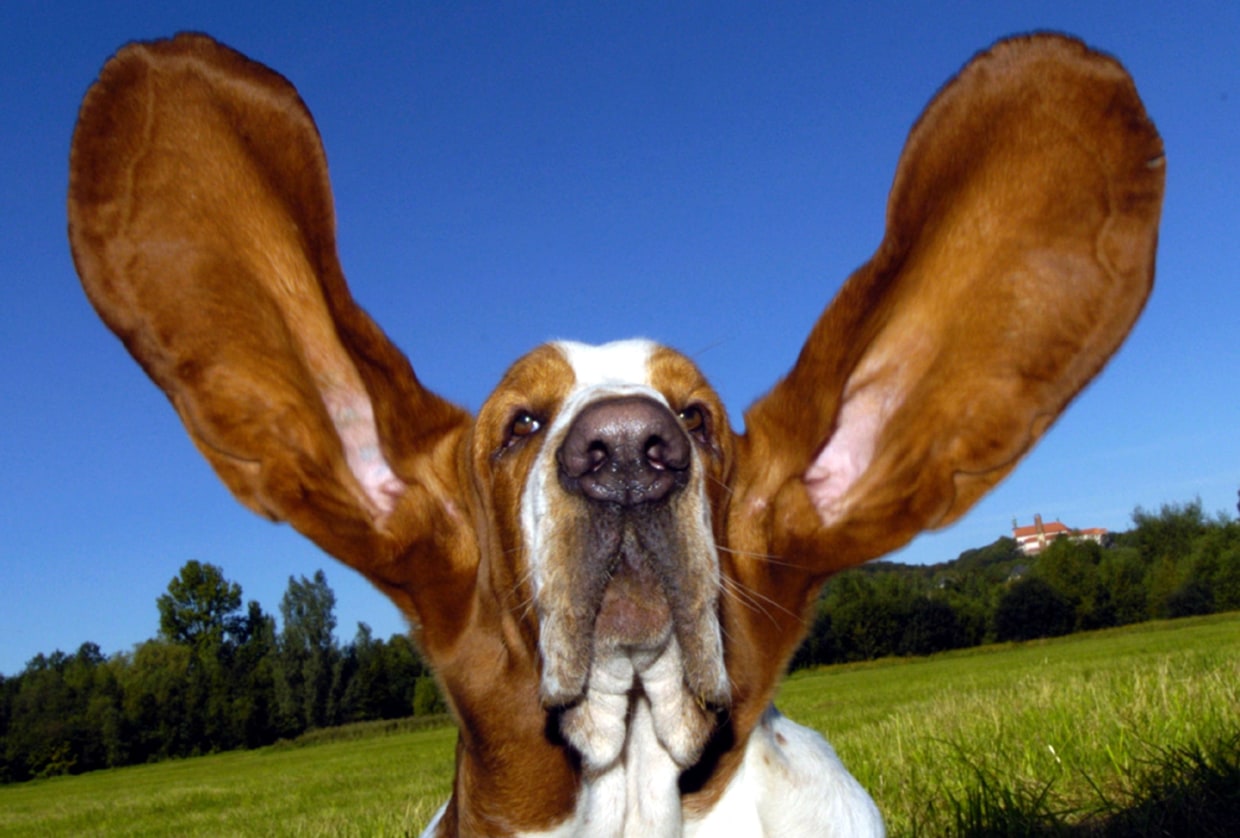 Oldest basset sales hound on record