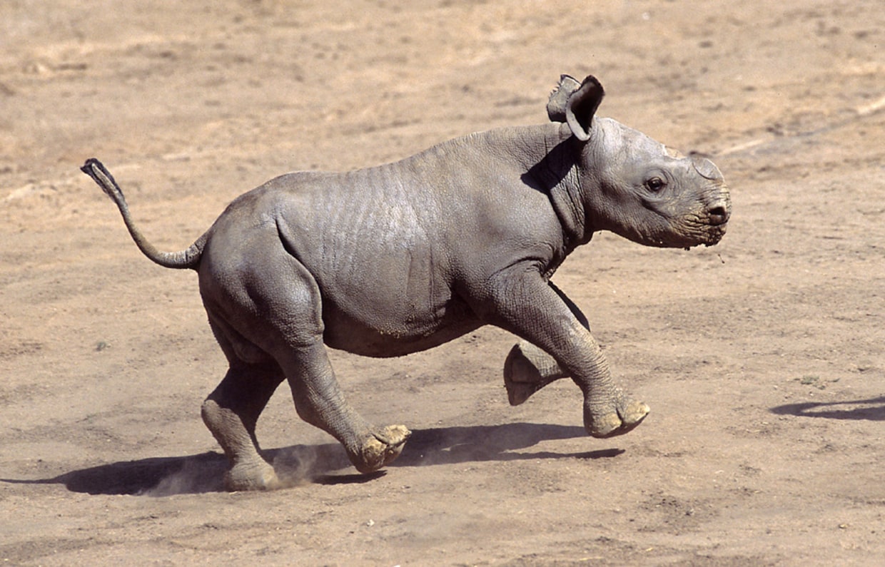 G-RAP BLACK RHINO 洋楽 G-RAP BLACK RHINO / PAPER ROUTE Black Rhino