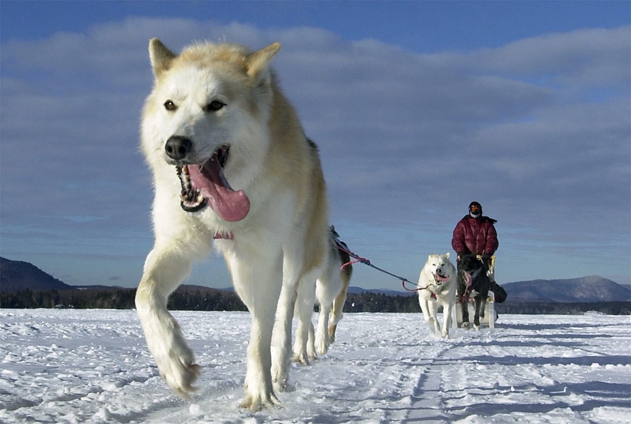 A team of eight dogs pulls a sled top