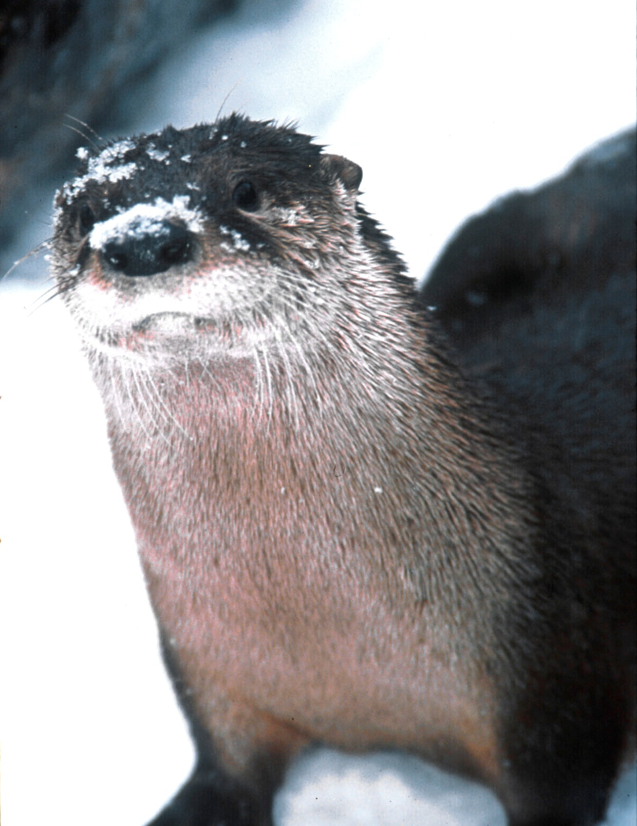 Otters, other wildlife become victims of their own recovery