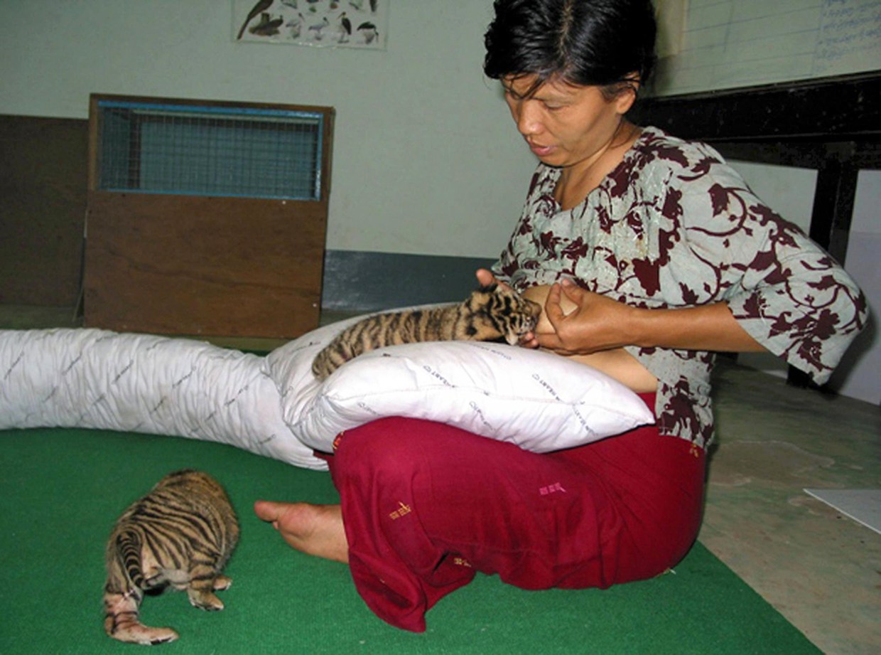 Report: Breast-fed tiger cubs die of dehydration