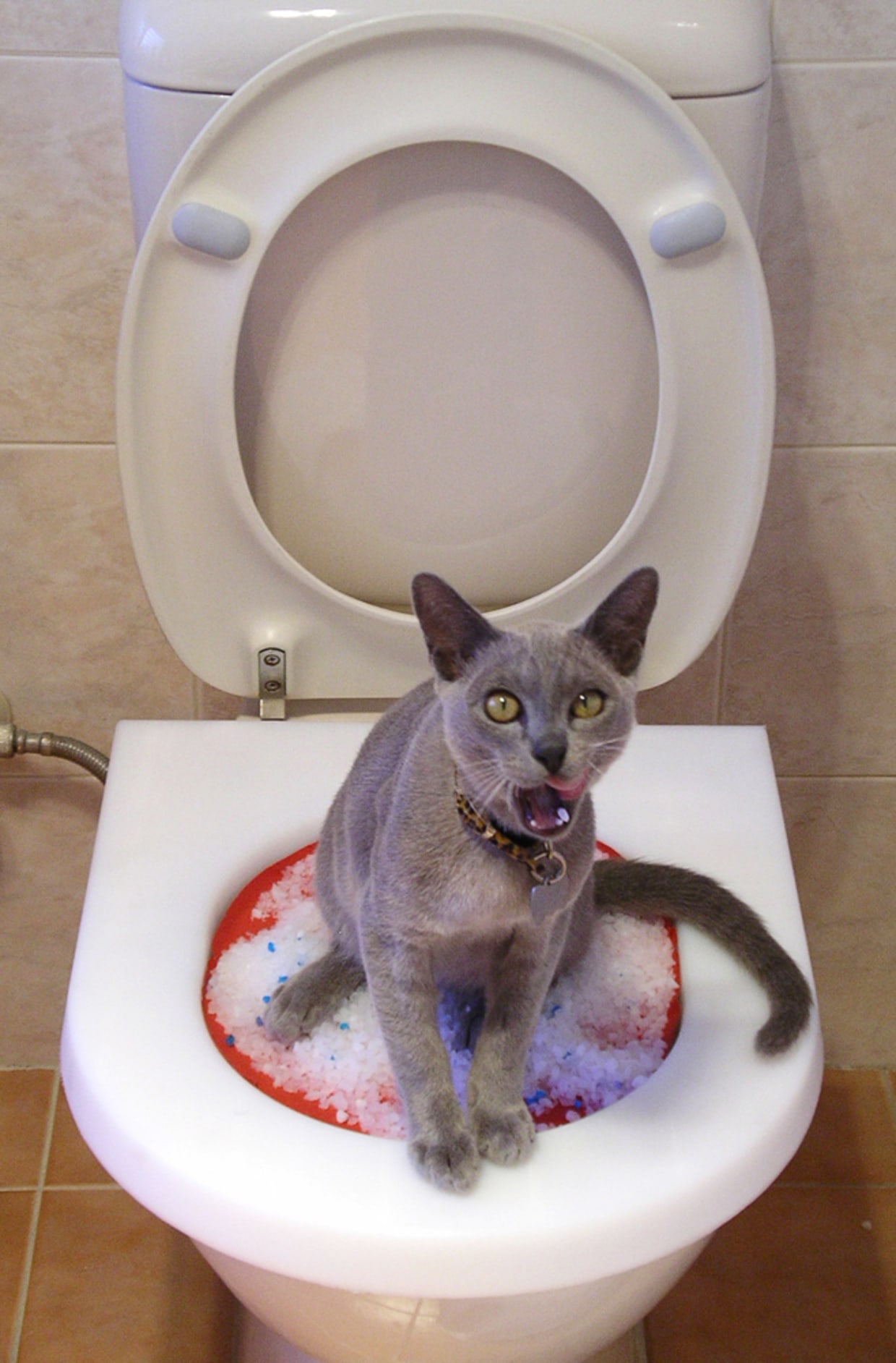 Cat toilet new arrivals