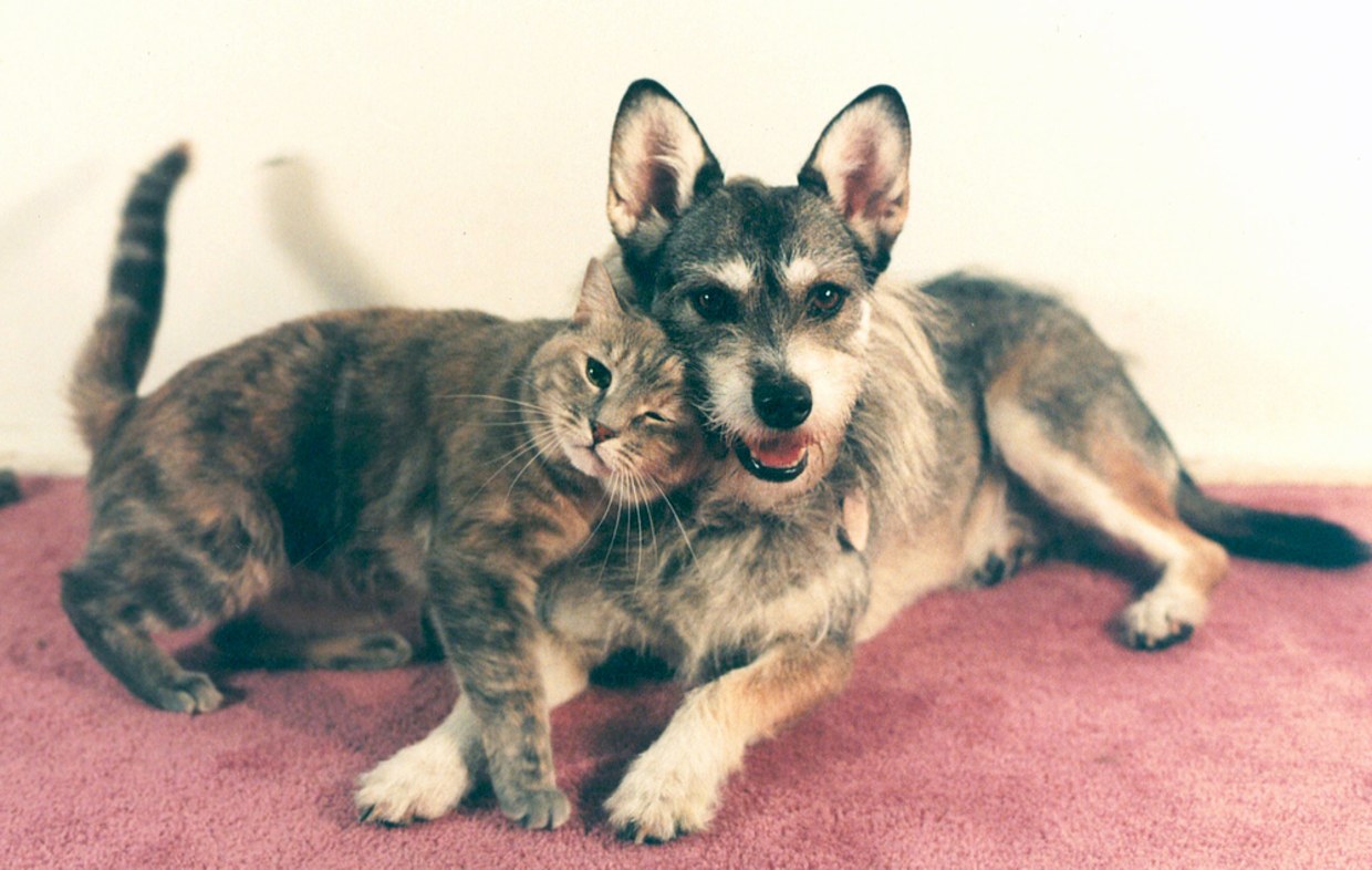 Rescue dogs that can live with cats top