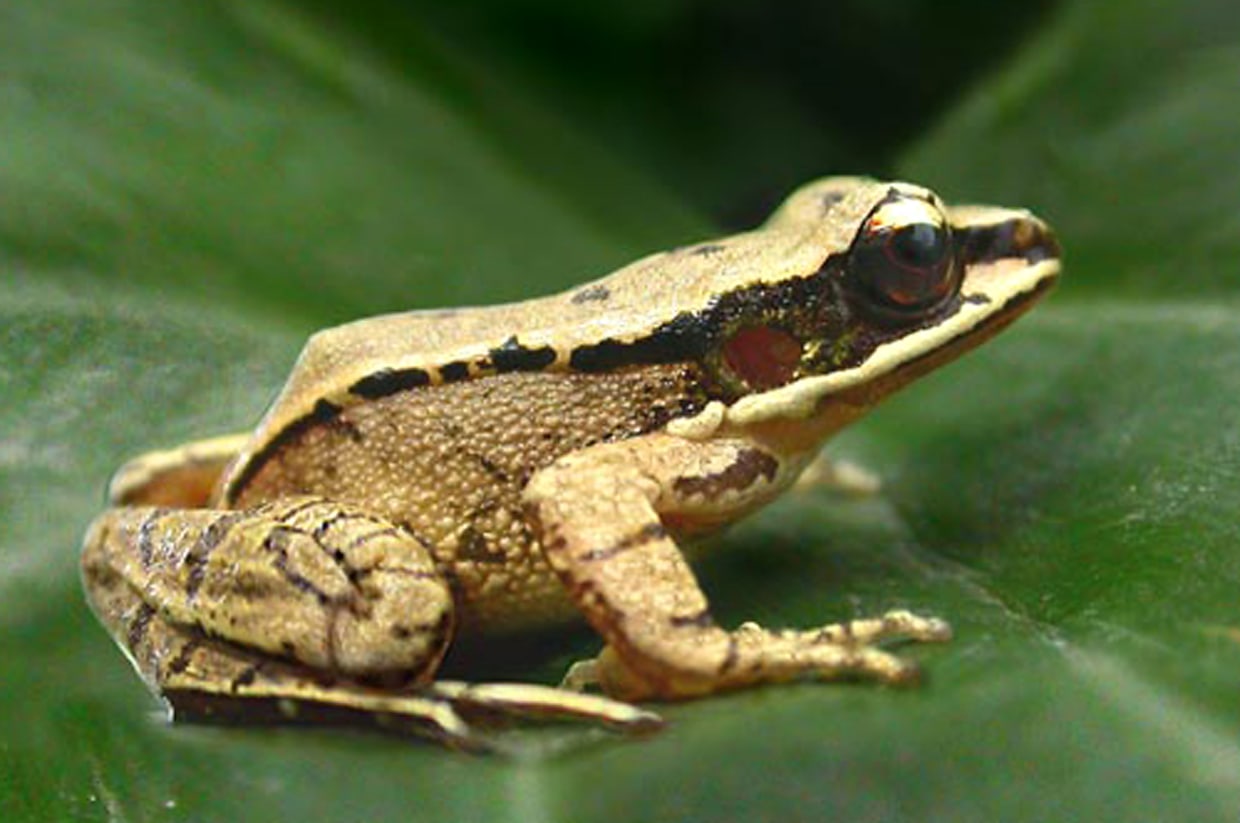 Ultrasonic frogs croak in secret