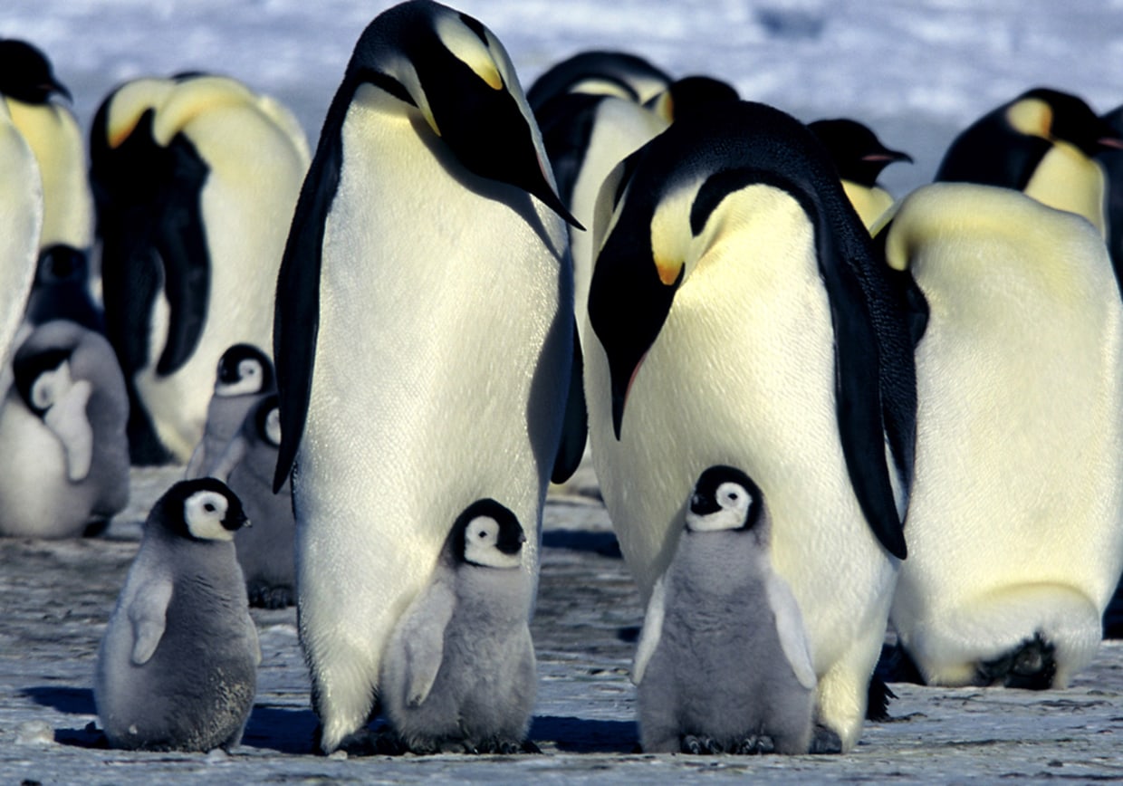 For penguins, leading or following might be more about relationships