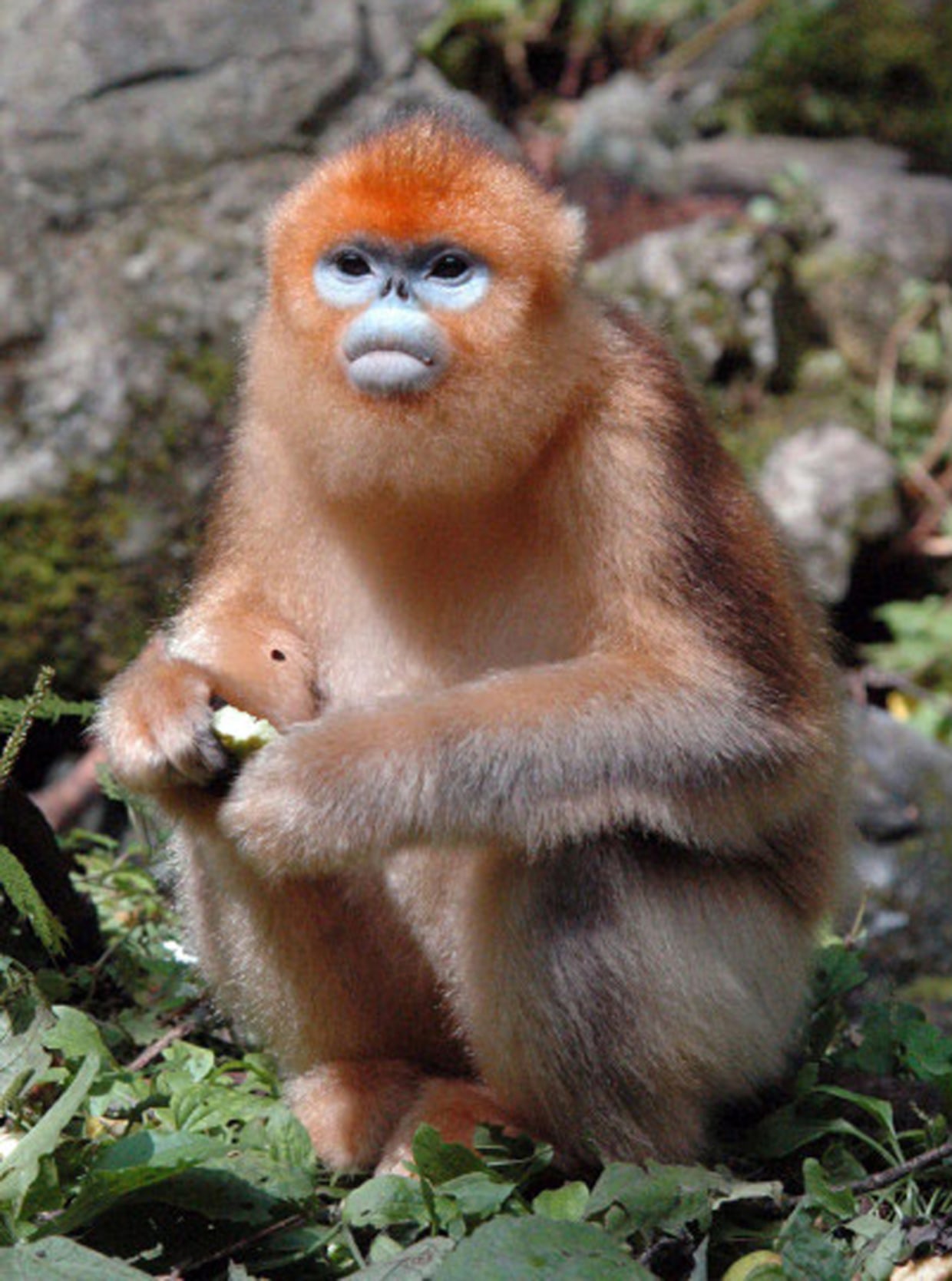 Everest trek uncovers exotic species