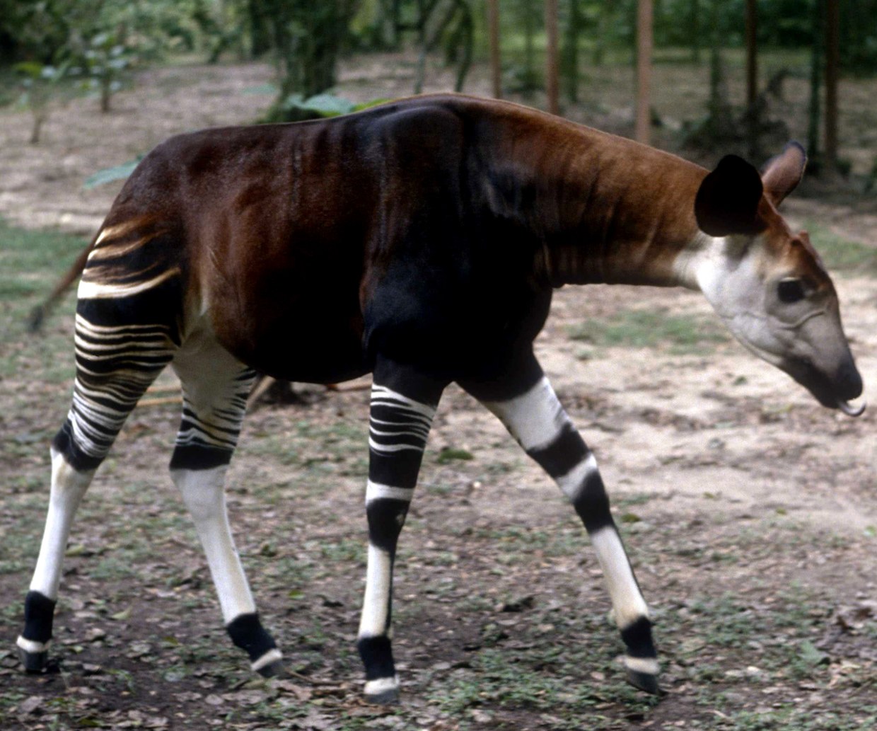 Zebra-like giraffe relative rediscovered