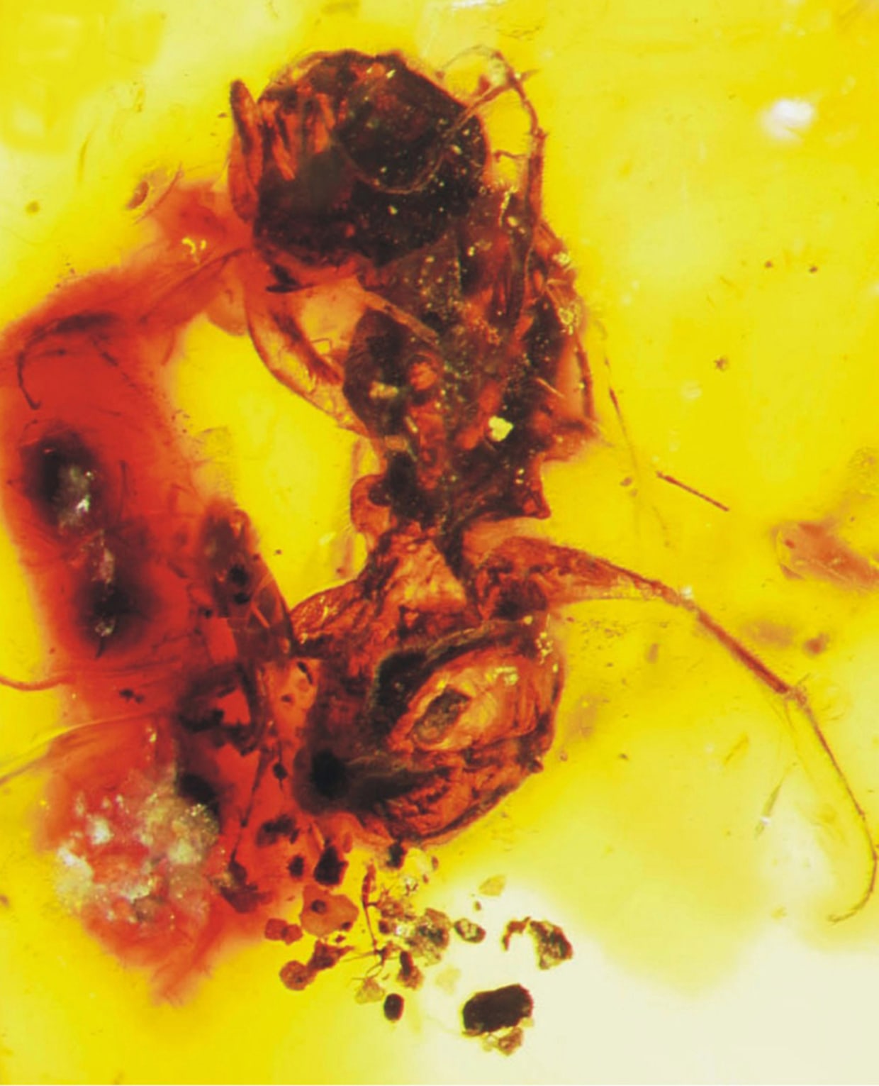 Bee fossil for discount sale