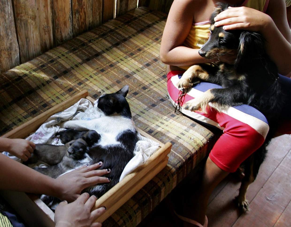 Woman claims puppies were born to cat