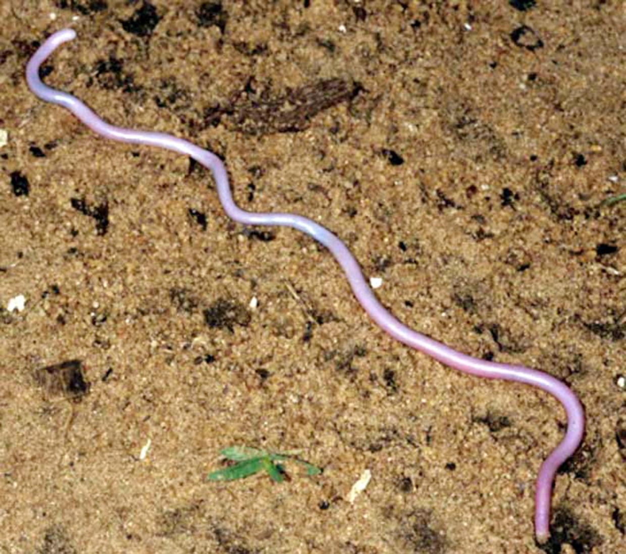 what is the rarest snake in the world? Top 10 Rarest Snakes In The World