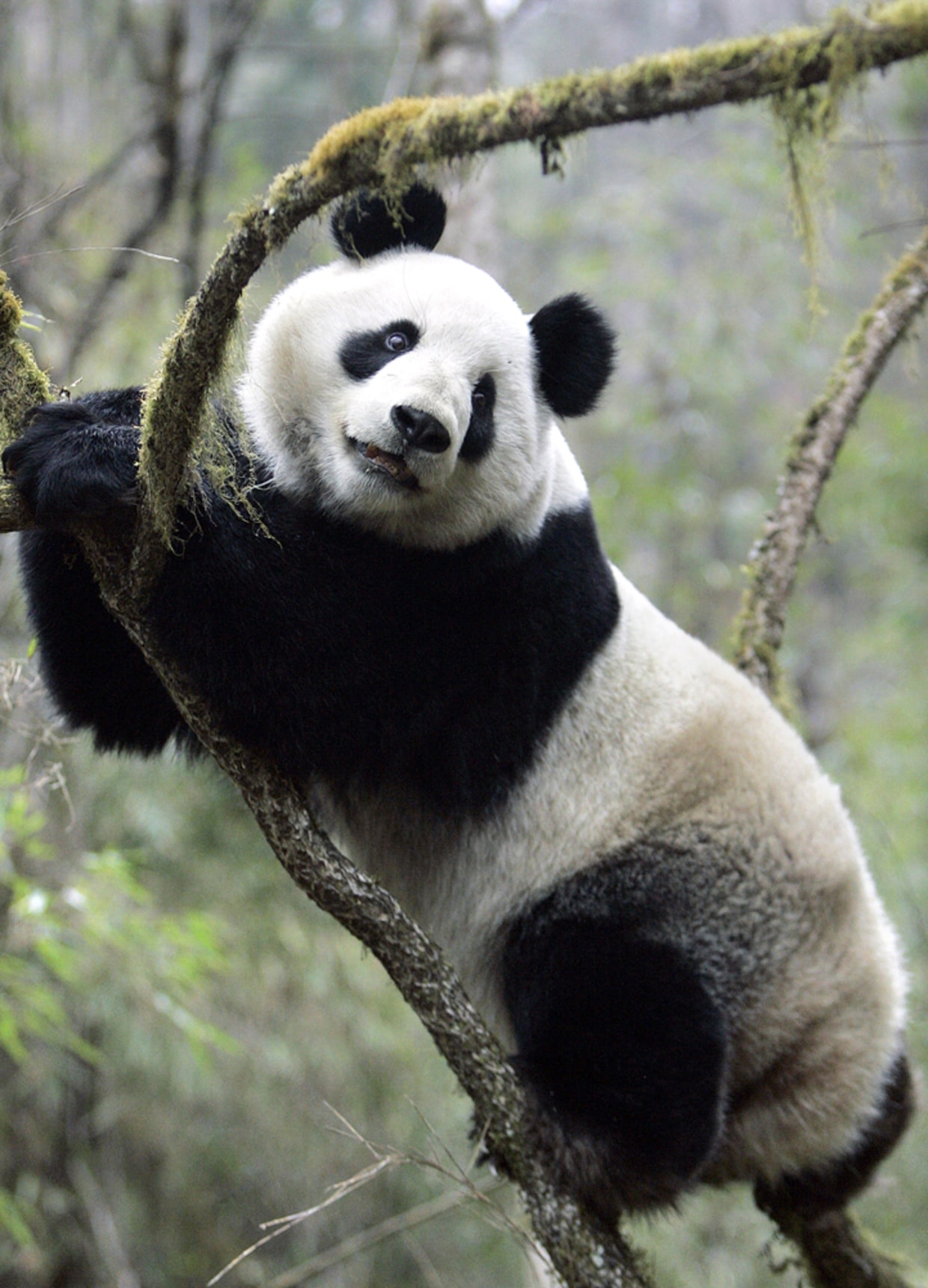 Panda that was released into wild dies