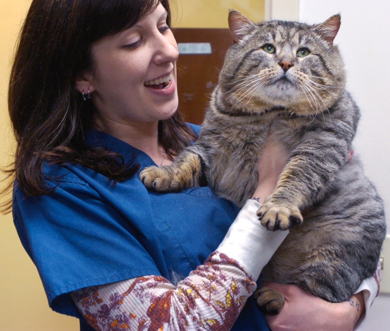 Fat asian cheap cat