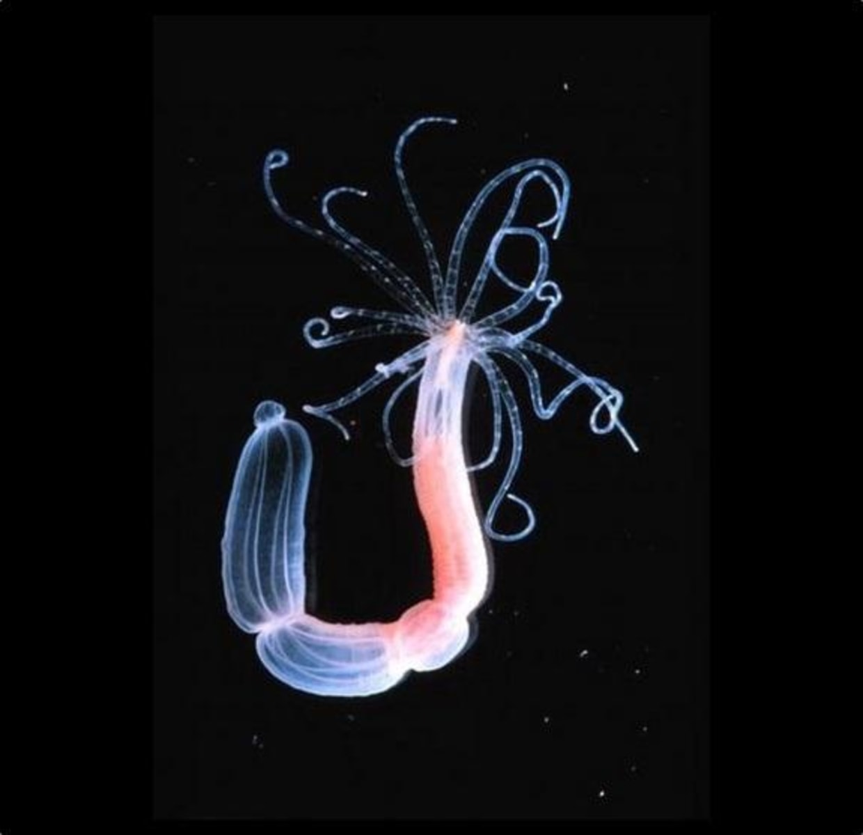 Sea Anemones Are Half-Plant, Half-Animal, Gene Study Finds