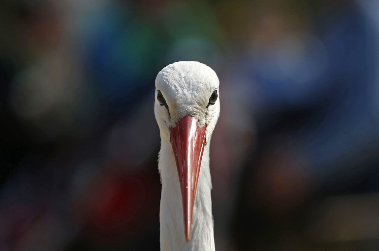 Image: A stork looks on at the zoo of Planckendael near Mechelen