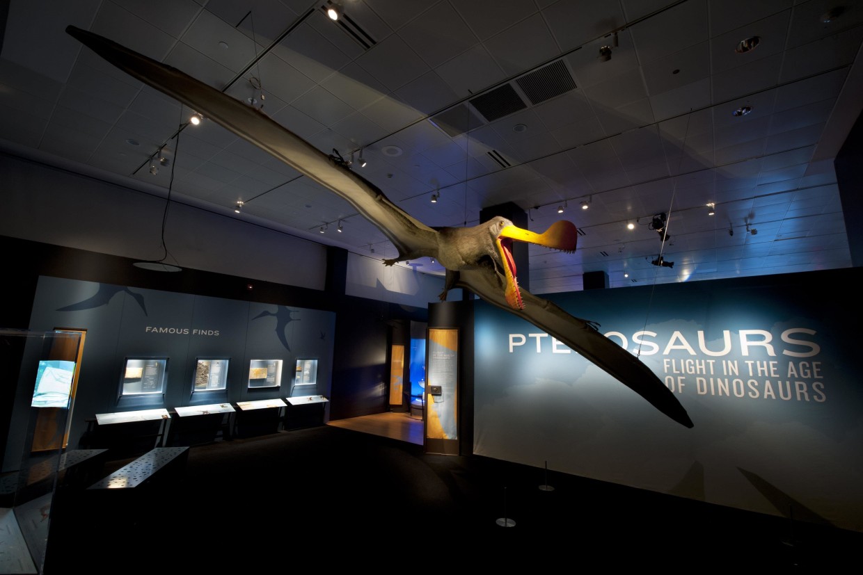 Pterosaurs Flight In The Age of Dinosaurs Exhibit Catalogue