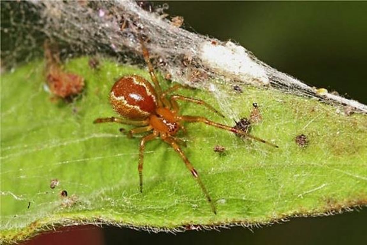 Spider Women: Young ladies pursuing careers in entomology - AgBioResearch