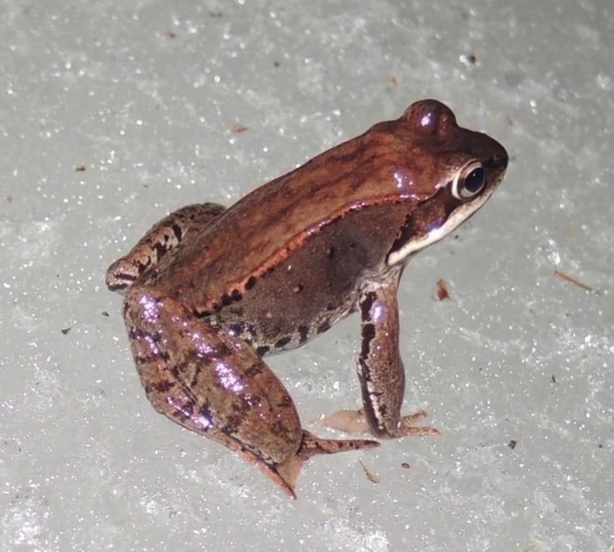 World's biggest frogs are so strong they move heavy rocks to build their  own ponds