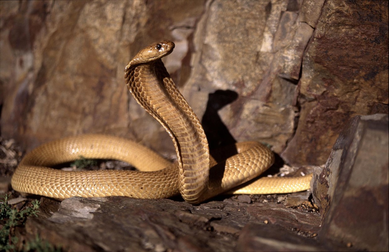 Cape Cobra