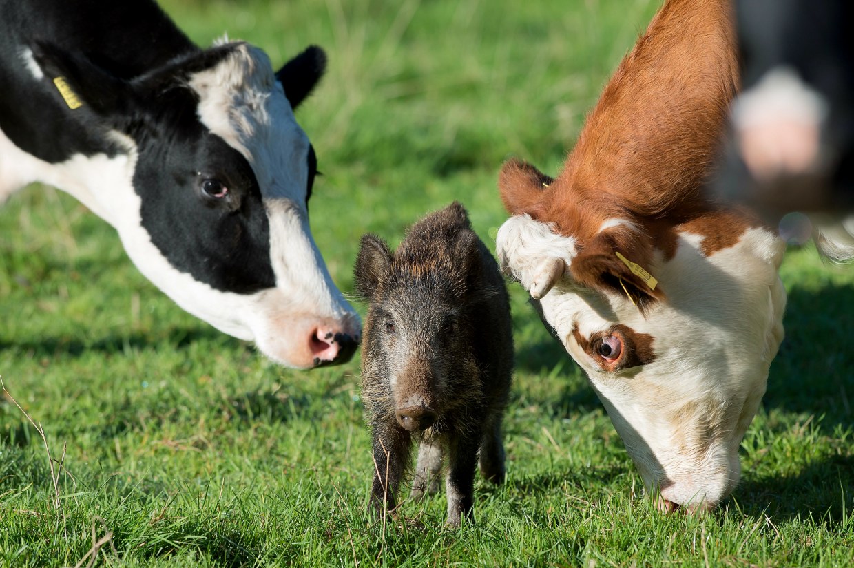 Orphaned Wild Boar Piglet Is Adopted by German Herd of Cows