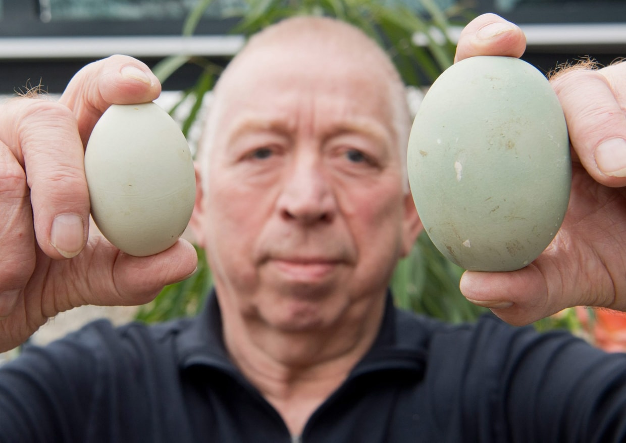 German Hen Lays Near Record Sized Egg