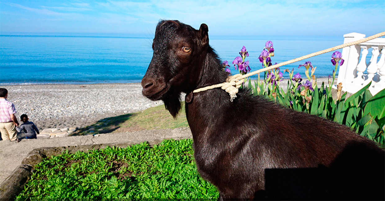 Russians Insult Barack Obama by Naming Black Goat After Him