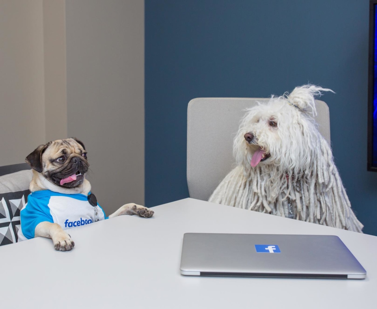 Social Media Users Post About Their Dogs Six Times Per Week