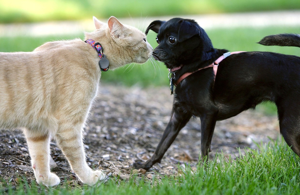 Dogs and Cats: Which Animal is Smarter?