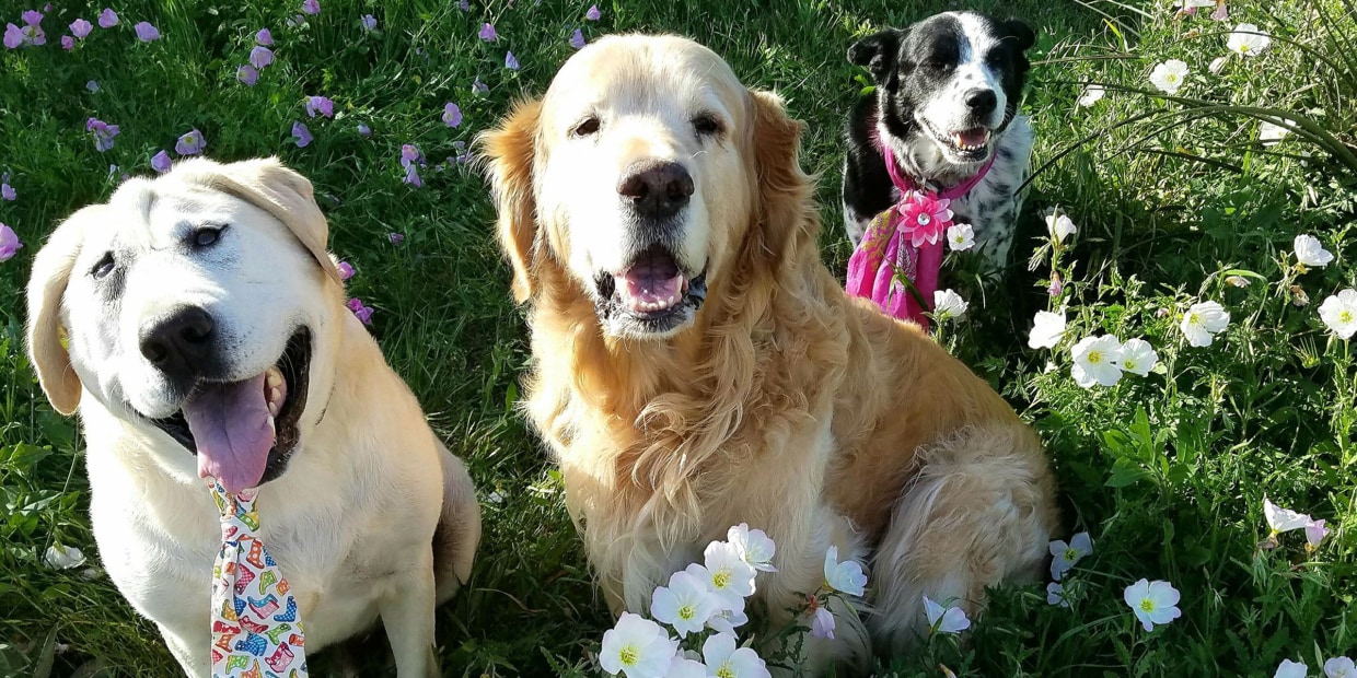 Dog with facial deformity finds home after years of neglect