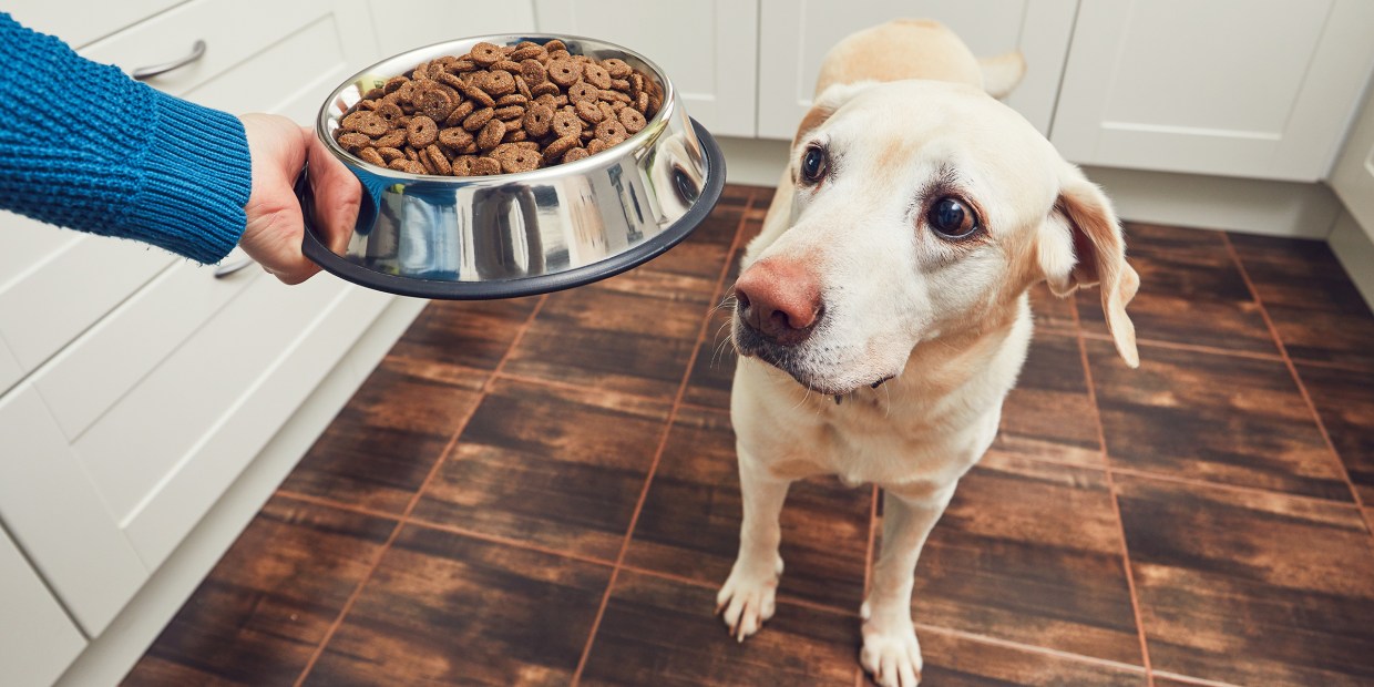 Best dog shop food to feed