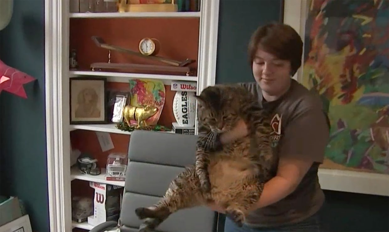 Chunky cat finds foster home after 3,000 applications respond to viral tweet