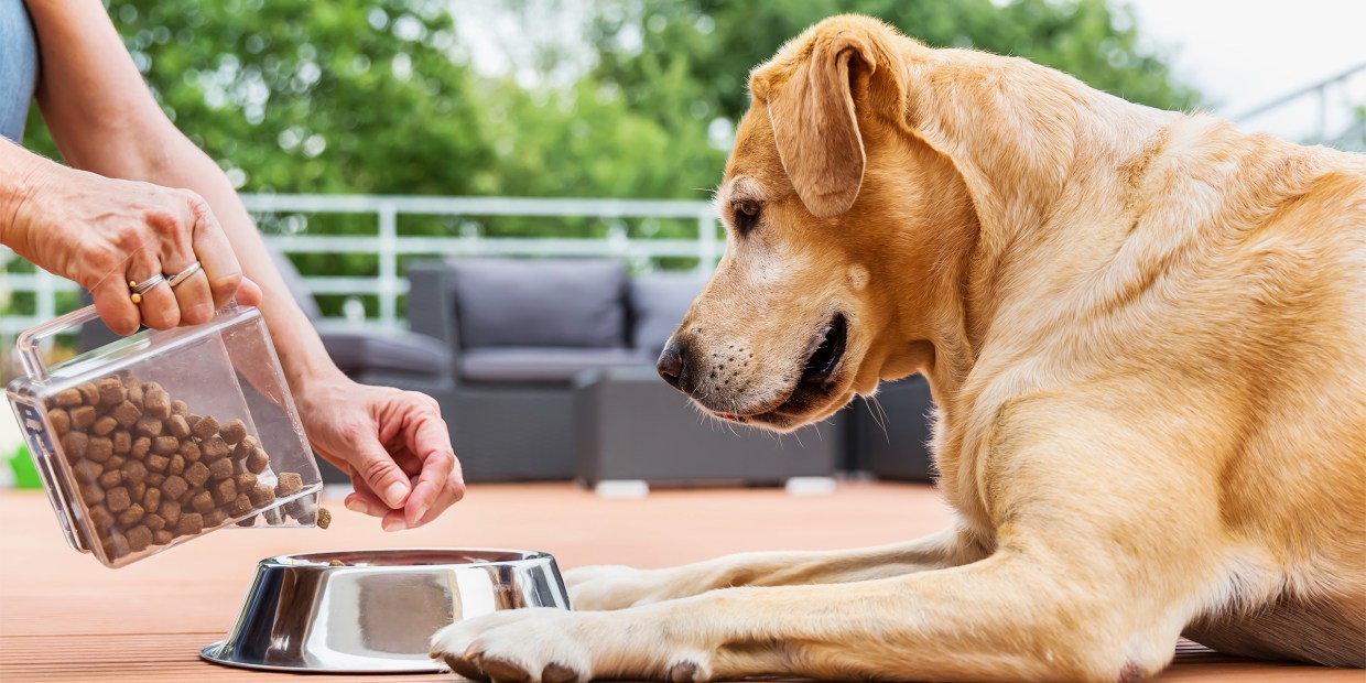 How to buy the best senior dog food 