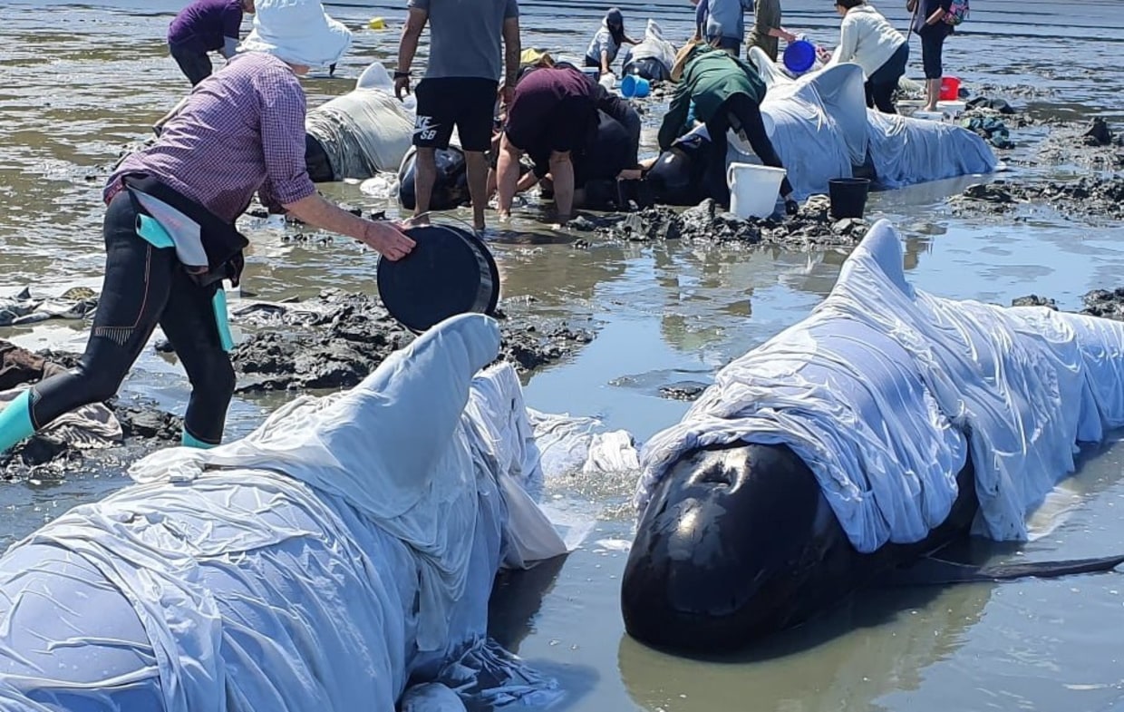 Hundreds of whales beached on New Zealand islands - ABC News