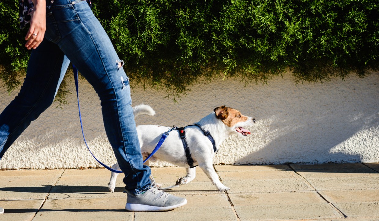 best medium dog harness