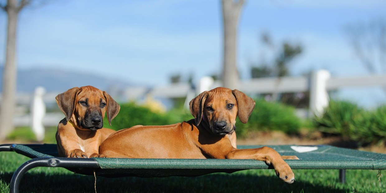 Best outdoor waterproof outlet dog bed