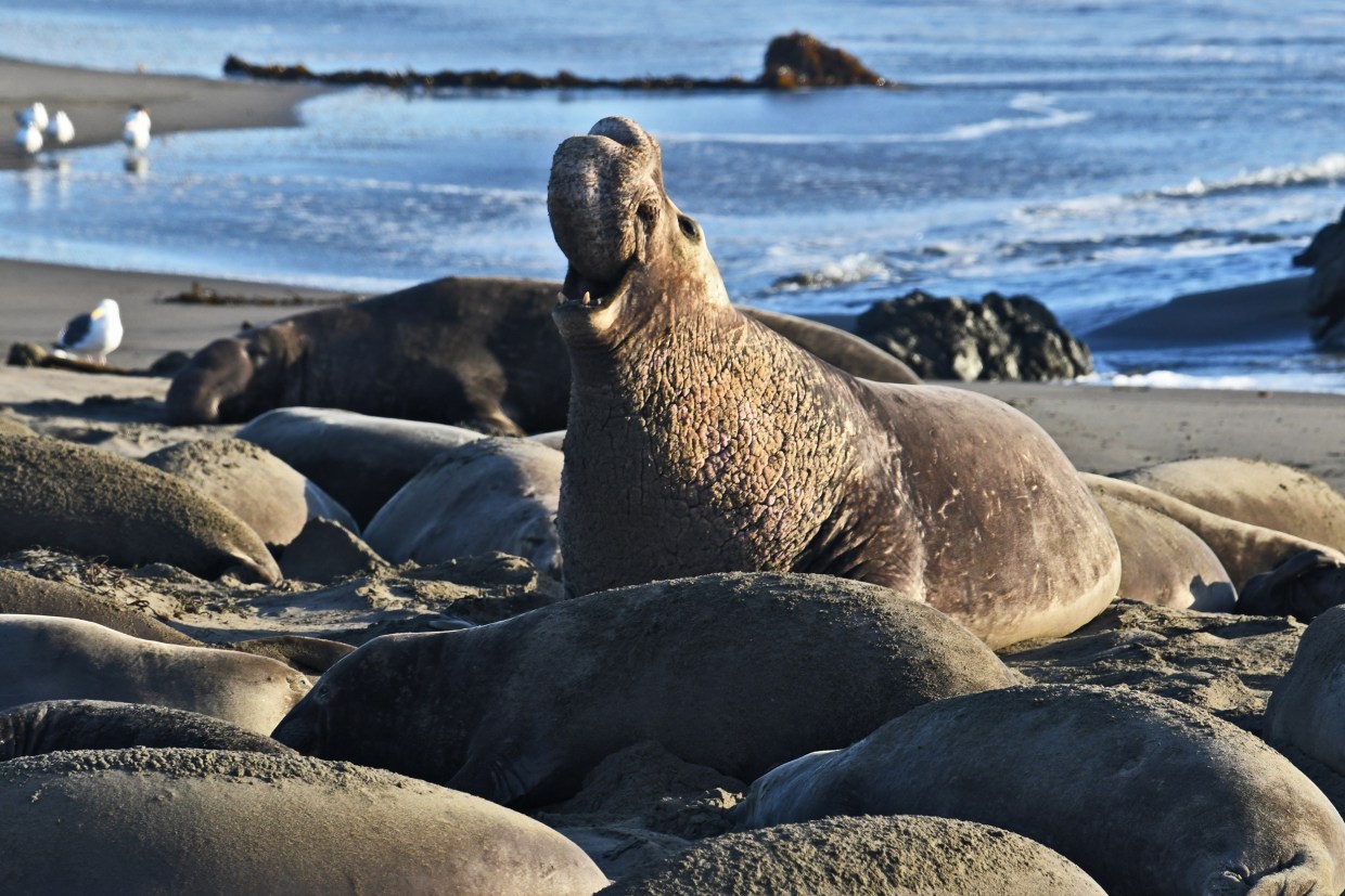 krabbe Umulig rulle Man admits to fatally shooting elephant seal on California beach, faces  prison term