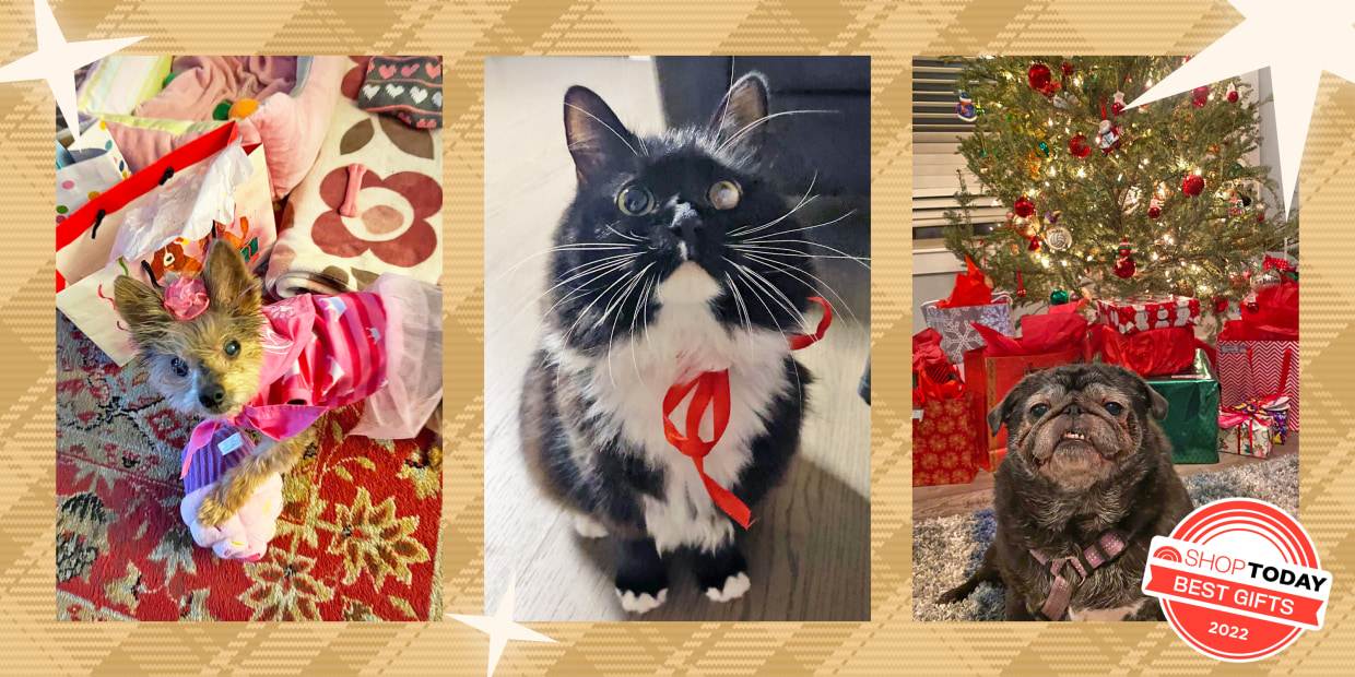 4 of the best pet Christmas gifts - PetStayAdvisor