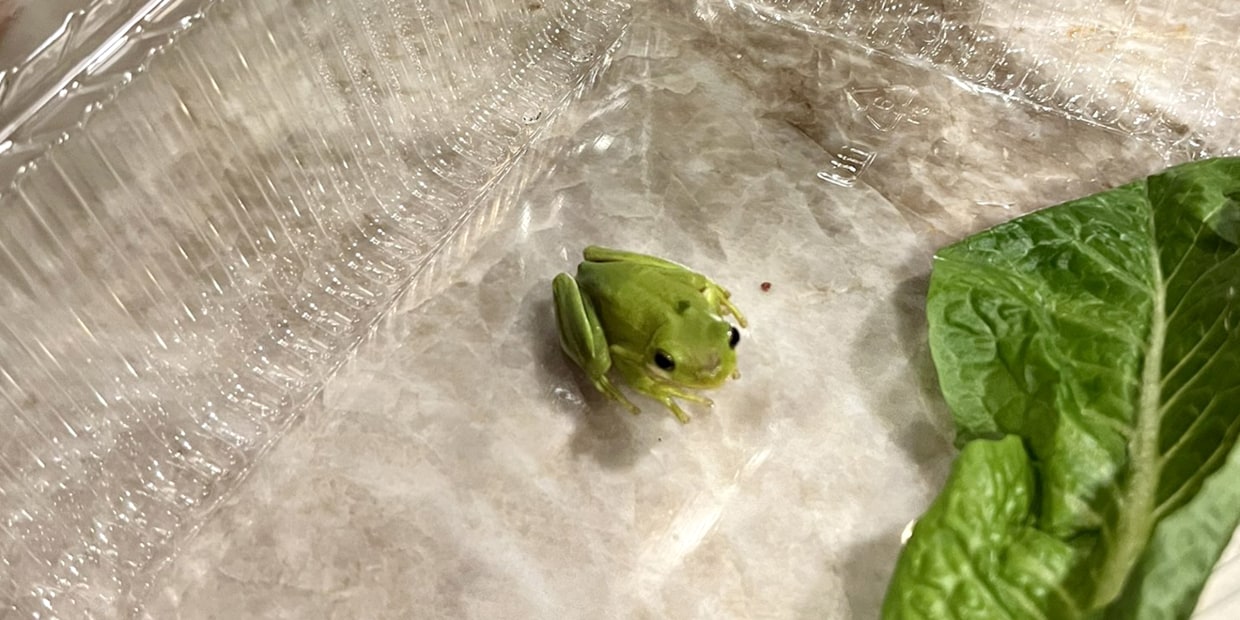 Woman finds frog in salad, keeps it as pet