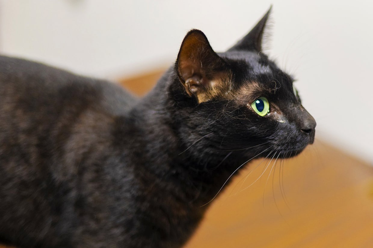 Cat Finally Caught at Boston Airport