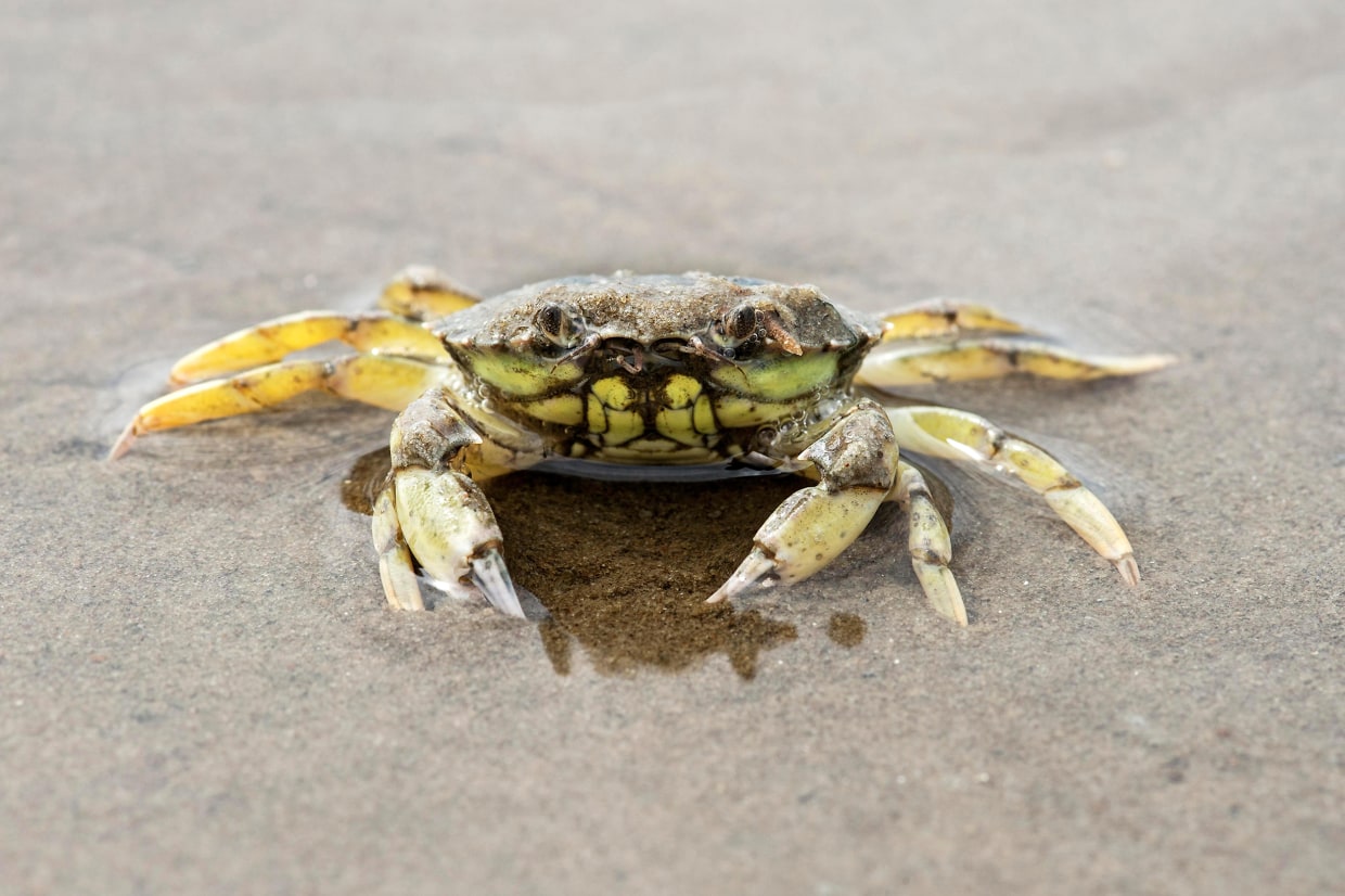 Six Best Techniques For How To Catch Fiddler Crabs– Hunting and