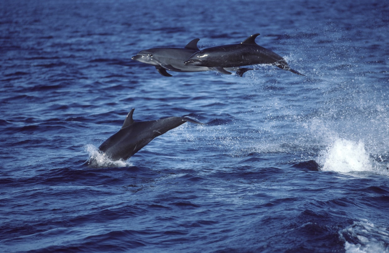 How the BP spill impacted dolphins' health and future science