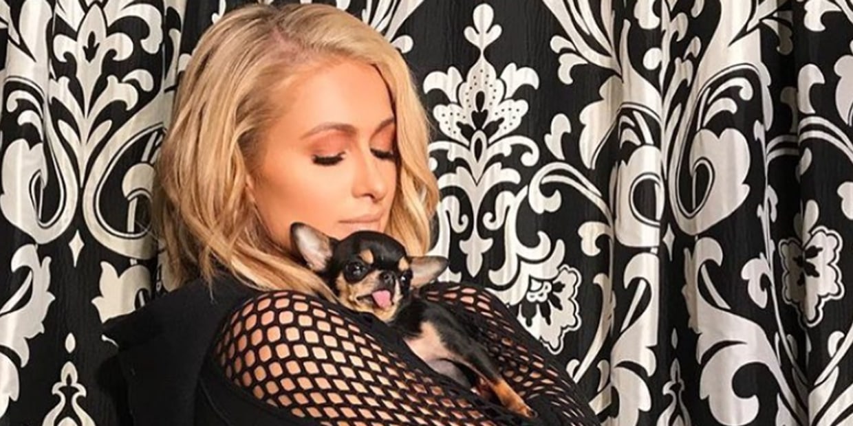 Heiress Paris Hilton dials her cellphone and shows off a mark on her arm as  she arrives at a pet store with her tea cup Chihuahua. Los Angeles, CA.  11/04/10 Stock Photo 