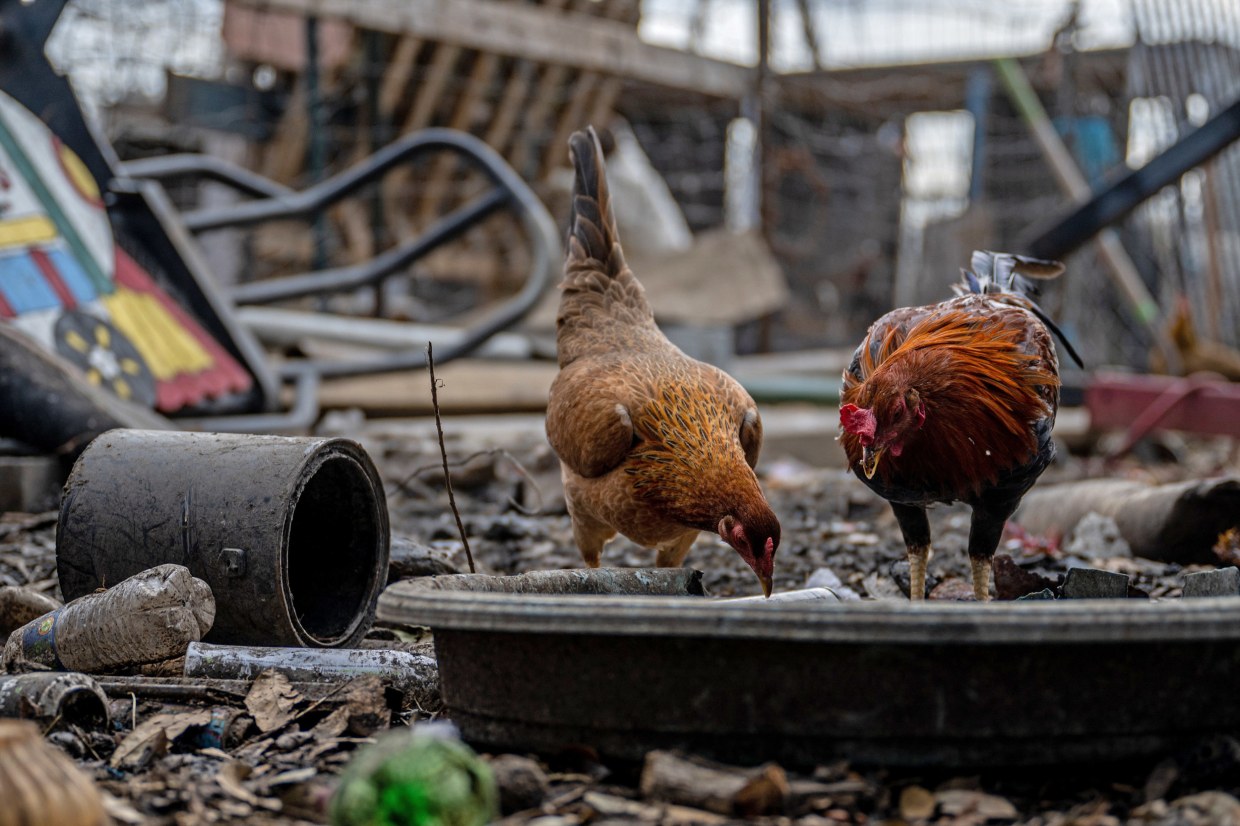 Peru confirms H5N1 avian flu in marine mammals, part of southward