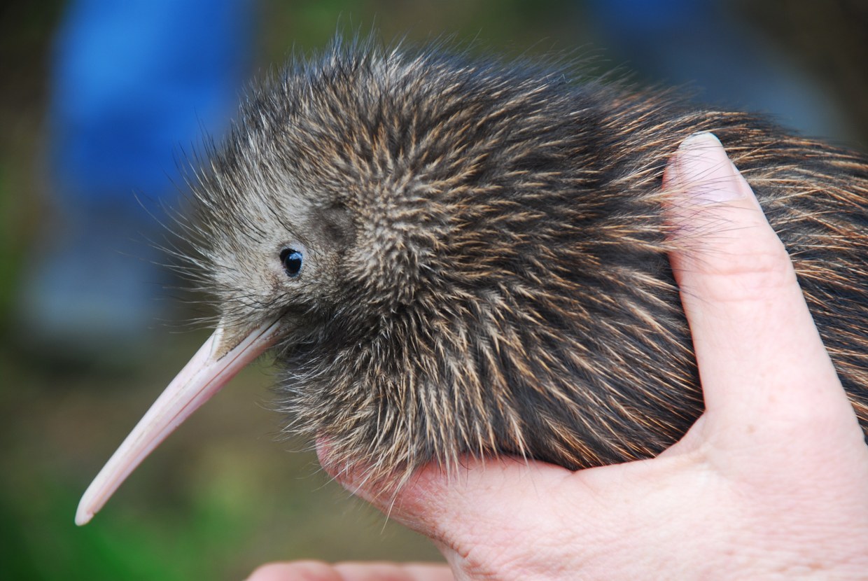 230524-kiwi-bird-new-zealand-mb-1123-f90